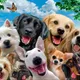 🏆Выставки 🐕. Регистрация. Коллективки