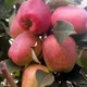 Warm climate Apple Nigeria 🍏🍎