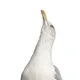 (₩) WE Holland - Nieuws