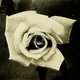 The White Rose Chat Sydney, Aus
