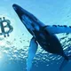 Whales Crypto Guide (BinanceSignals)