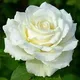 White Rose Dublin