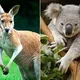 Australian Fighter United