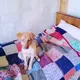 Животные Гюмри