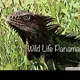 Wild Life Panama