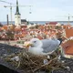 Экспаты - Work in Estonia_group