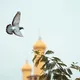 ݪـ يطّمئنَّ قلبُڪَ