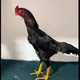 Andijon xo'rozlari