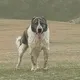 ANDIJON GURUPA IT JANGI 👍