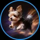 YORKIE DOGE BSC CHINA 🇨🇳